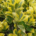 Euonymus japonicus 'Aureus' feuille